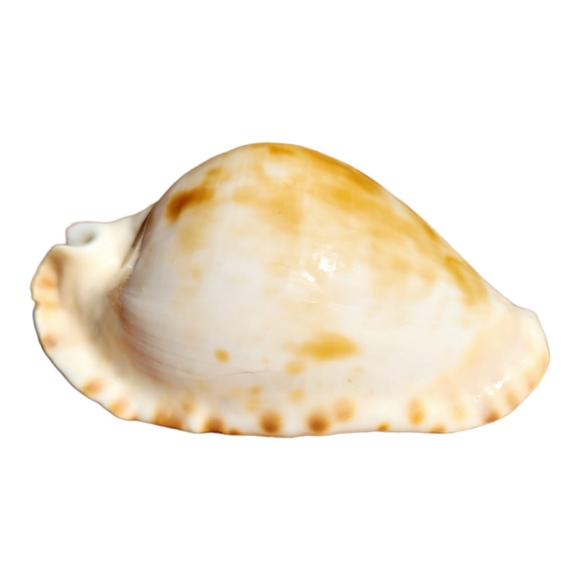 Cypraea (Zoila) mariginata (consueta) - Picture 2 of 8